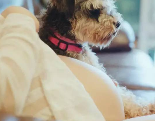 懷孕后還可以養寵物嗎 懷孕后養寵物會怎樣