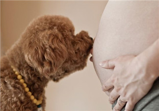 懷孕后還可以養寵物嗎 懷孕后養寵物會怎樣
