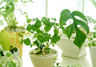 什么植物防輻射最好 防電腦輻射的花有哪些 什么植物防輻射最好 防電腦輻射的花有哪些