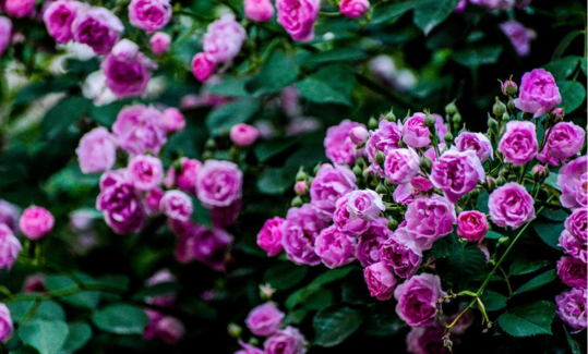 五月你好請對我好點的句子大全2018 四月再見五月你好心情說說朋友圈