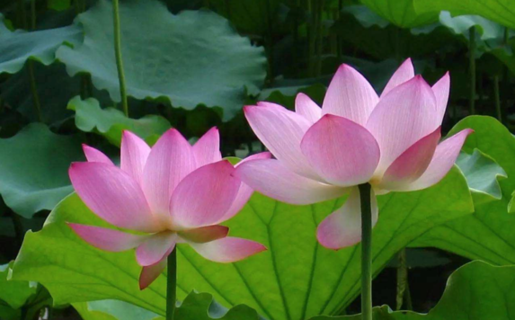 2018期待五月帶圖的心情說說 期待五月唯美配圖祝福語朋友圈 2018期待五月帶圖的心情說說 期待五月唯美配圖祝福語朋友圈