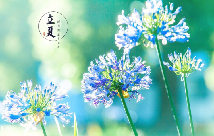 立夏節風俗吃什么 立夏吃什么傳統食物2018 立夏節風俗吃什么 立夏吃什么傳統食物2018