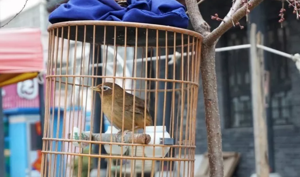 2018帶娃自駕去青州攻略 五一自駕去青州古城哪些景點值得去 2018帶娃自駕去青州攻略 五一自駕去青州古城哪些景點值得去