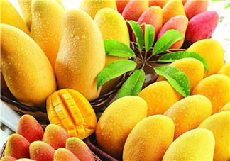 芒果葉可以泡茶喝嗎 芒果葉有什么好處