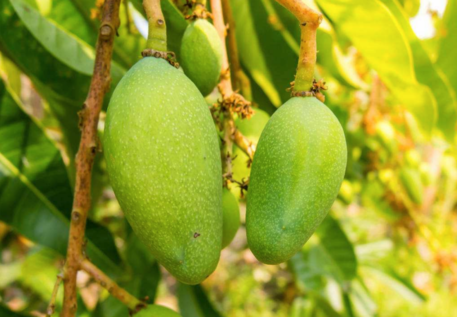 芒果葉可以泡茶喝嗎 芒果葉有什么好處