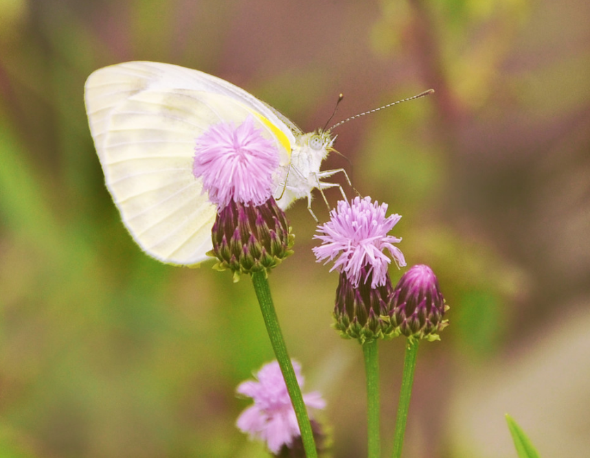 2018立夏配圖晚安心語 立夏唯美配圖晚安心情說說朋友圈