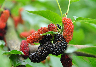 寶寶吃多了桑葚有什么后果 小孩吃桑葚的好處