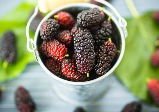 寶寶吃多了桑葚有什么后果 小孩吃桑葚的好處