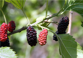 寶寶吃多了桑葚有什么后果 小孩吃桑葚的好處