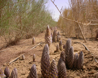 肉蓯蓉發霉還能吃嗎 肉蓯蓉發霉是什么樣子
