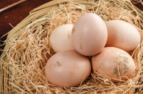 何炅在哪里給謝娜買土雞蛋 怎么區分土雞蛋和洋雞蛋