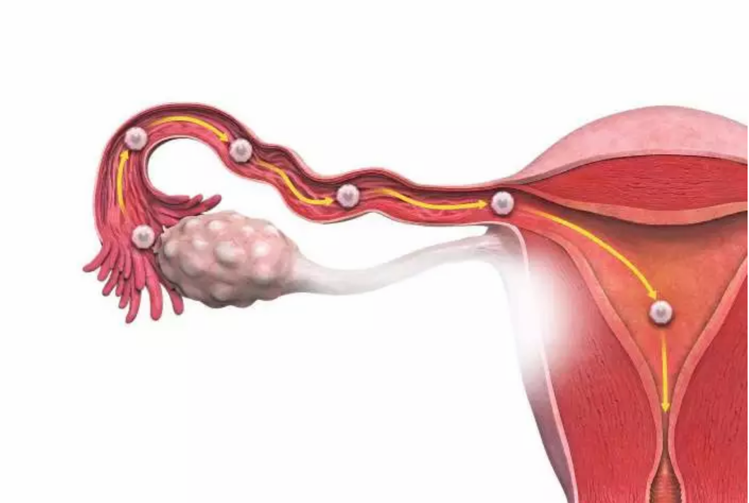 跳繩能疏通輸卵管嗎 輸卵管堵塞能疏通嗎