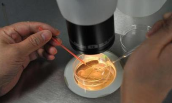 什么季節(jié)做試管嬰兒最好 做試管嬰兒要考慮哪些問題