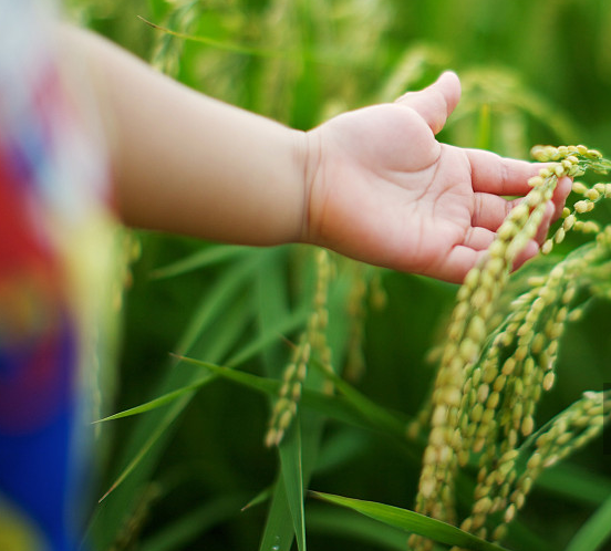 2018年小滿是幾點幾分 24節氣小滿是什么意思