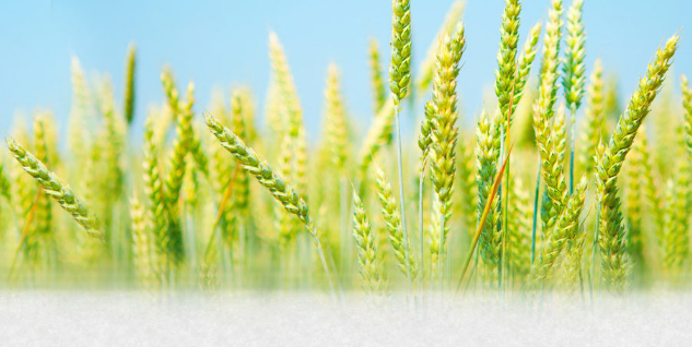 2018年小滿是幾點幾分 24節氣小滿是什么意思