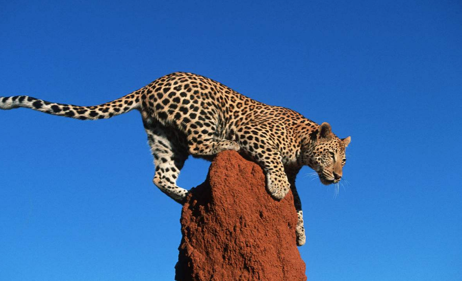 3歲男童慘遭豹子吞食怎么回事 為什么孩子會被豹子吞食 3歲男童慘遭豹子吞食怎么回事 為什么孩子會被豹子吞食