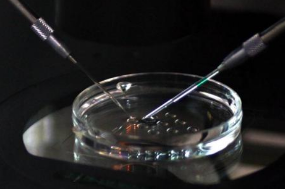 做試管嬰兒吃柚子好嗎2018 試管嬰兒吃柚子長內膜是真的嗎