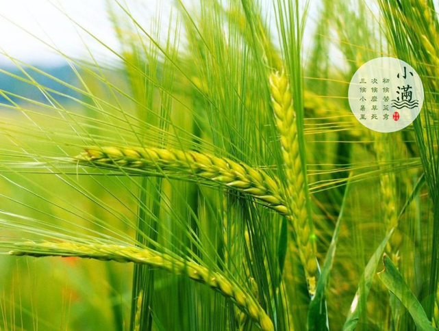 小滿節(jié)氣的含義是什么 怎么給孩子講小滿節(jié)氣的由來(lái)