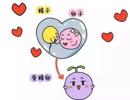 為什么有的卵子不受精 子不受精主要原因是什么2018 為什么有的卵子不受精 子不受精主要原因是什么2018