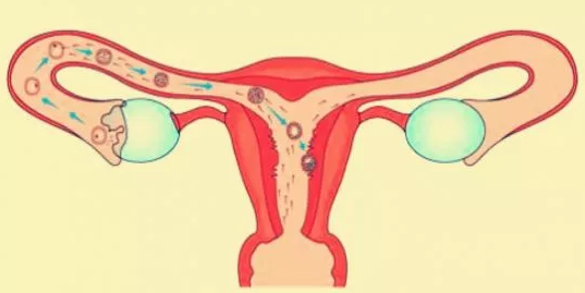 剛開始促排階段能有性生活嗎 試管嬰兒促排這段時間能同房嗎