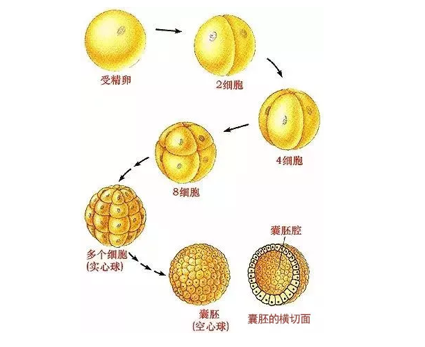 胚胎培養(yǎng)和囊胚培養(yǎng)一樣嗎 什么情況適合做囊胚培養(yǎng) 胚胎培養(yǎng)和囊胚培養(yǎng)一樣嗎 什么情況適合做囊胚培養(yǎng)