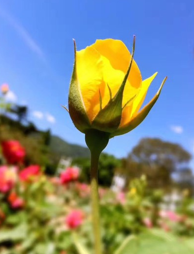 2018小滿節(jié)氣早安心語 小滿節(jié)氣祝福問候語大全2018