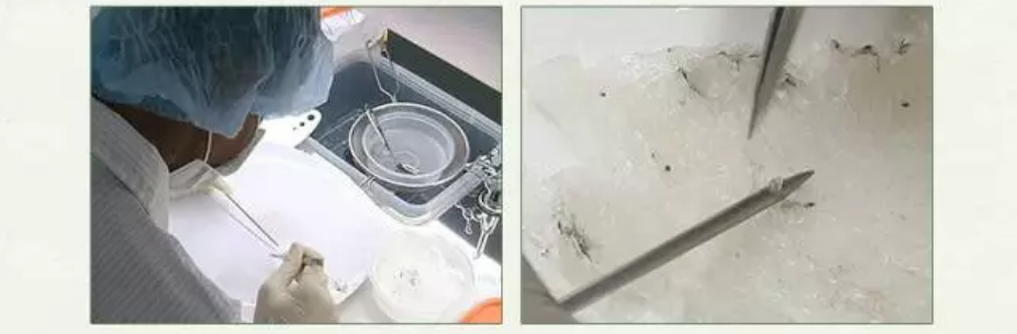 如何鑒別燕窩的好壞 親滋味燕窩能去除妊娠紋嗎