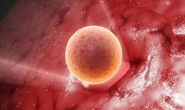 試管嬰兒移植時間可以自己定嗎 試管嬰兒移植時間多久