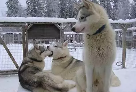 單身狗情人節(jié)怎么過(guò)說(shuō)說(shuō)圖片 大學(xué)單身狗如何平安度過(guò)情人節(jié)發(fā)朋友圈