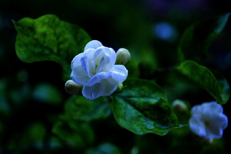 鐘情下雨天的圖片帶字唯美心情說說 2018雨天唯美圖片句子說說朋友圈