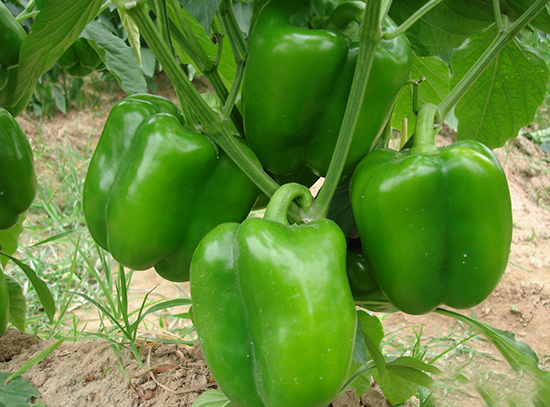 吃青椒會(huì)上火嗎 青椒是熱性還是涼性