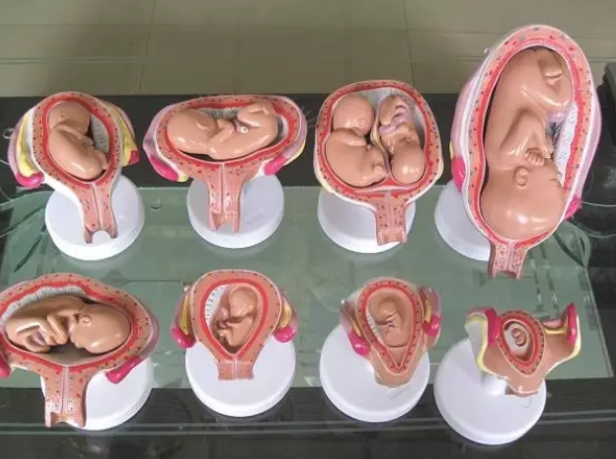 月經周期長短影響懷孕嗎 哪些會影響懷孕結果