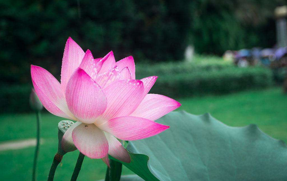 夏季午后的雨心情說說 2018天熱午后下雨的心情感觸說說朋友圈