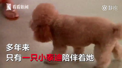 寵物可以做試管嗎 寵物能不能人工受孕