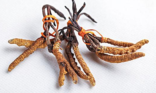 冬蟲夏草小孩子能吃嗎 小孩吃蟲草的危害