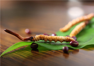 冬蟲夏草小孩子能吃嗎 小孩吃蟲草的危害