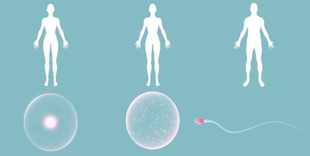 生男生女是天注定嗎 試管嬰兒能篩選寶寶性別嗎