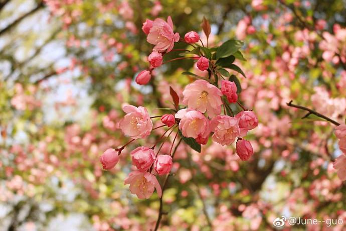 六月你好6月早安心語 6月你好5月再見的心情說說圖片