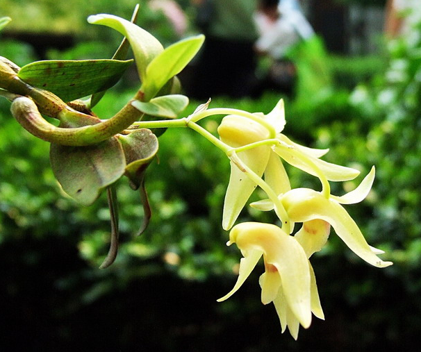 鐵皮石斛來月經能吃嗎 為什么宮寒不宜吃鐵皮石斛