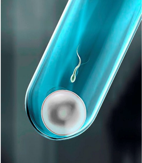 試管嬰兒分裂期植入和囊胚期植入有什么區別 胚胎植入多少好