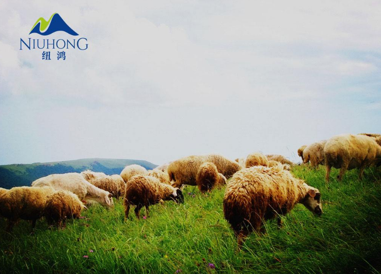 羊奶比配方奶更好嗎 羊奶是最好的奶粉嗎2018