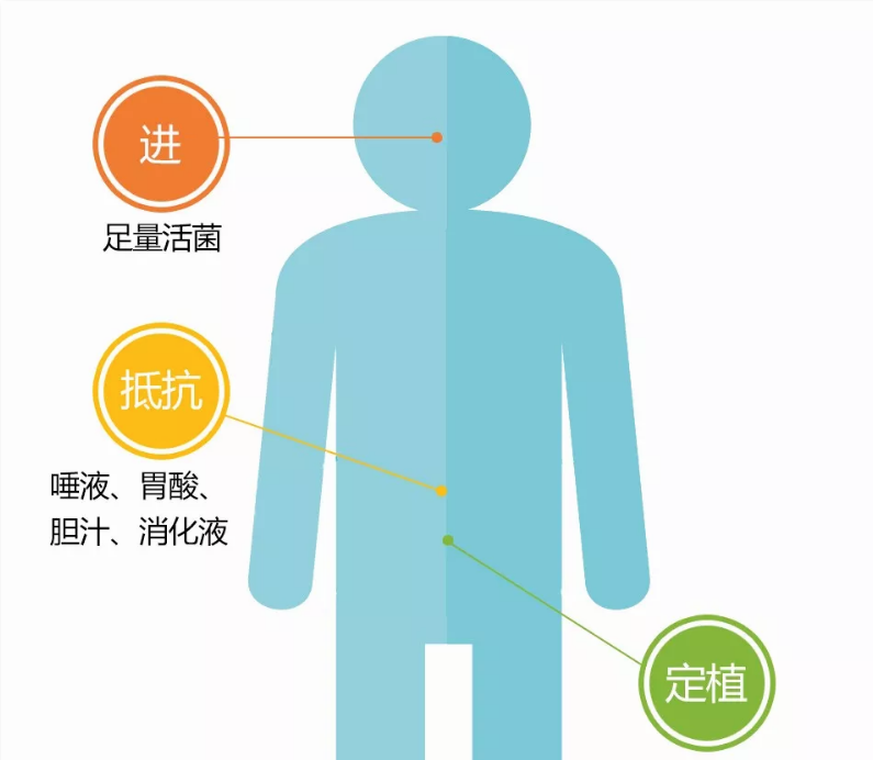 張韶涵推薦的益生菌有用嗎 女性服用益生菌有哪些好處