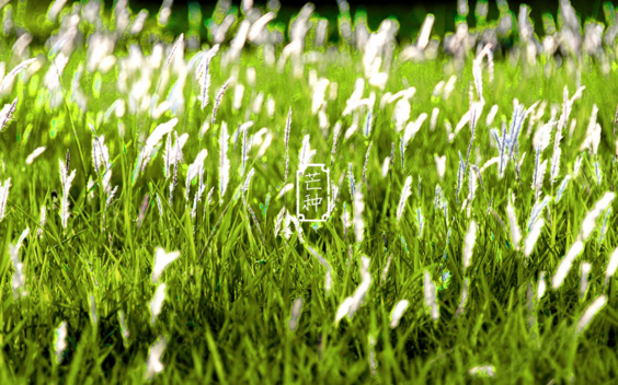 2018今日芒種帶圖心情說(shuō)說(shuō) 今天是芒種配圖短語(yǔ)說(shuō)說(shuō)朋友圈