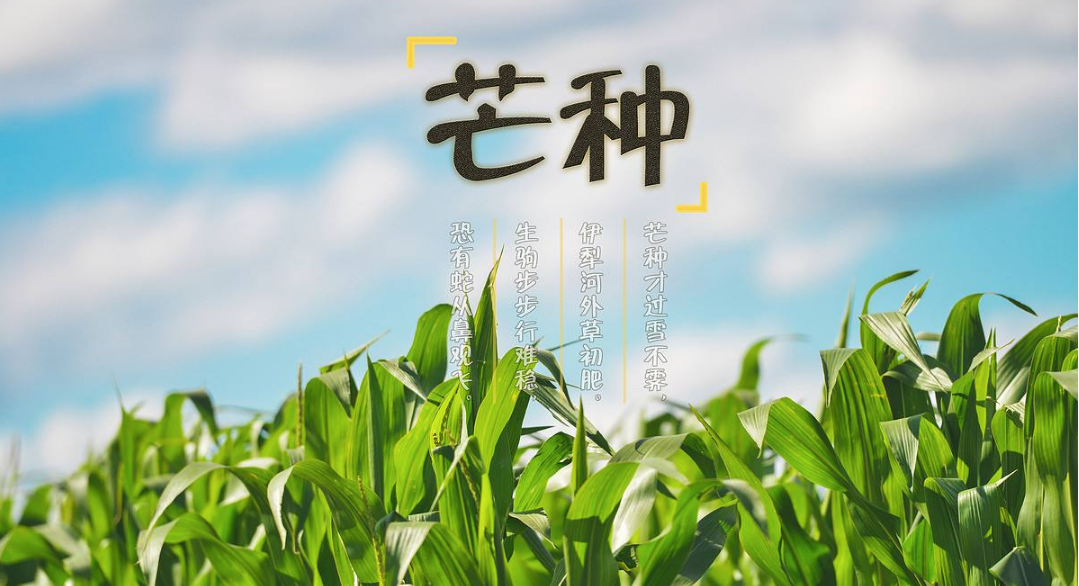 2018今日芒種帶圖心情說(shuō)說(shuō) 今天是芒種配圖短語(yǔ)說(shuō)說(shuō)朋友圈