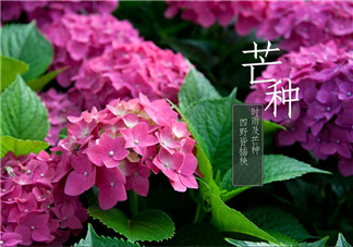 2018芒種配圖勵志晚安心語 芒種節氣晚安問候語