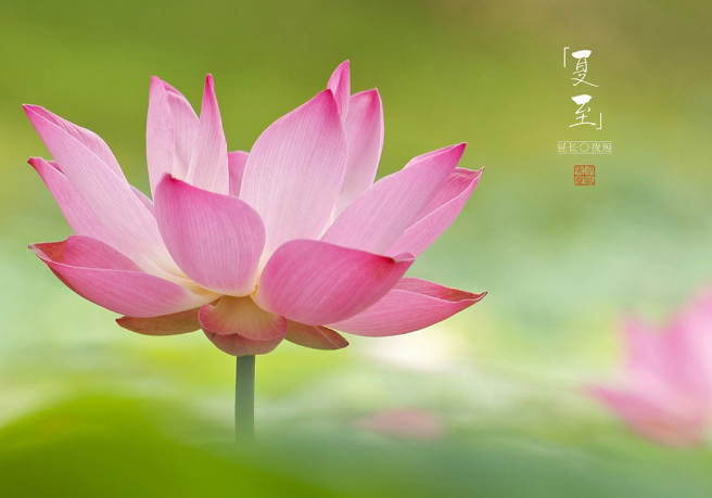 夏至是夏天來了嗎 立夏和夏至區別是什么