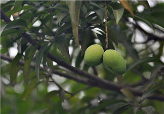 路邊綠化芒果為什么不能吃 嚴重會影響到智力發育