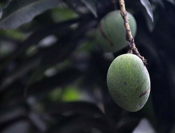 路邊綠化芒果為什么不能吃 嚴重會影響到智力發育