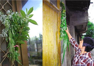 端午節(jié)門口為什么要掛艾草 怎么給孩子講端午節(jié)掛艾草的習(xí)俗