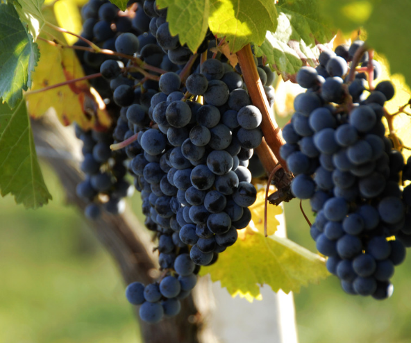 孕婦可以吃葡萄嗎 孕婦吃完葡萄不能立刻喝水